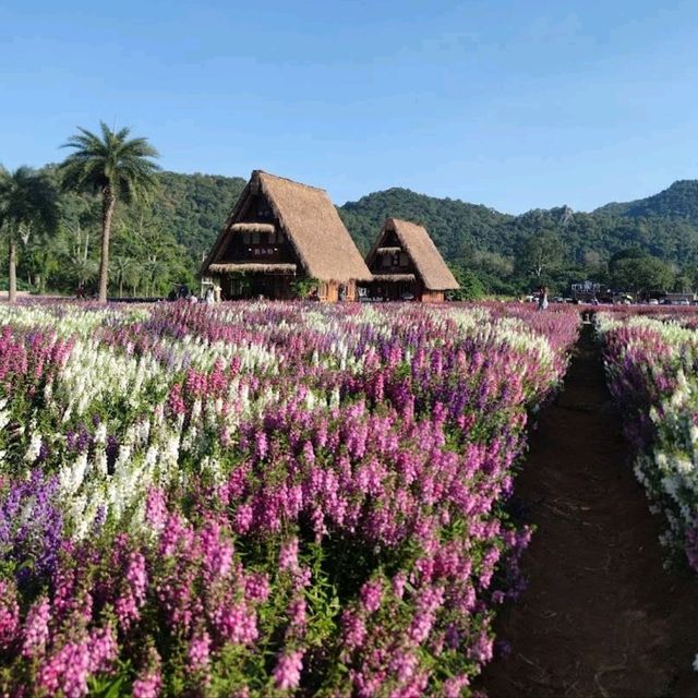 🇯🇵 Hokkaido Flower Park Khaoyai 🇯🇵