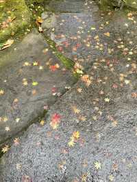 【大分温泉】山に溶け込むように佇むお宿