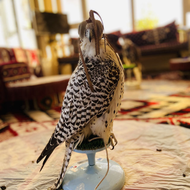Kuwait 🇰🇼 Falcon 