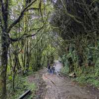 Mossy Forest, Cameron Highlands