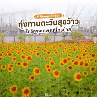 🌻✨ ปักหมุดที่เที่ยวสุดว้าว! ทุ่งทานตะวัน กฟผ. ไทร