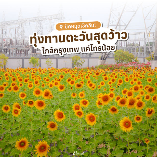 🌻✨ ปักหมุดที่เที่ยวสุดว้าว! ทุ่งทานตะวัน กฟผ. ไทร