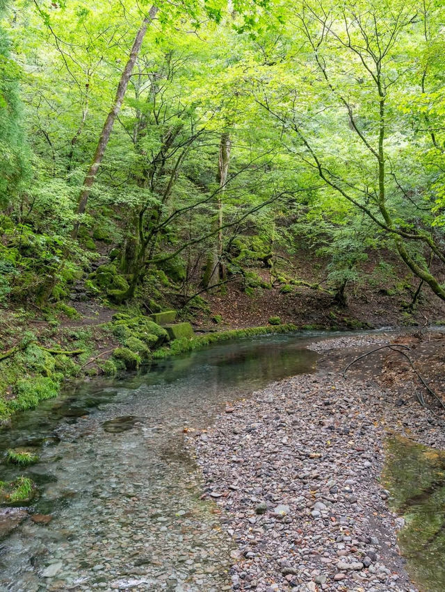 【大分県/由布市】まるでジブリの世界！？美しすぎる湧水群