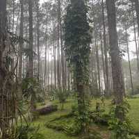 สวนป่าดอยบ่อหลวง องค์การอุตสาหกรรมป่าไม้ เชียงใหม่
