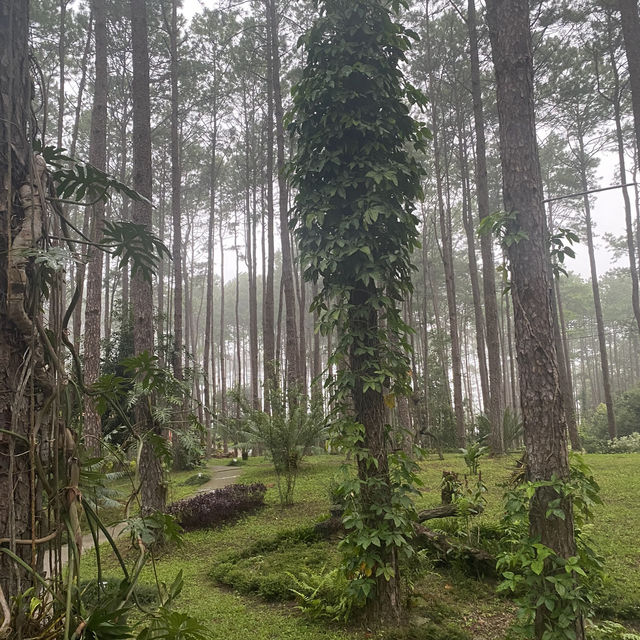 สวนป่าดอยบ่อหลวง องค์การอุตสาหกรรมป่าไม้ เชียงใหม่