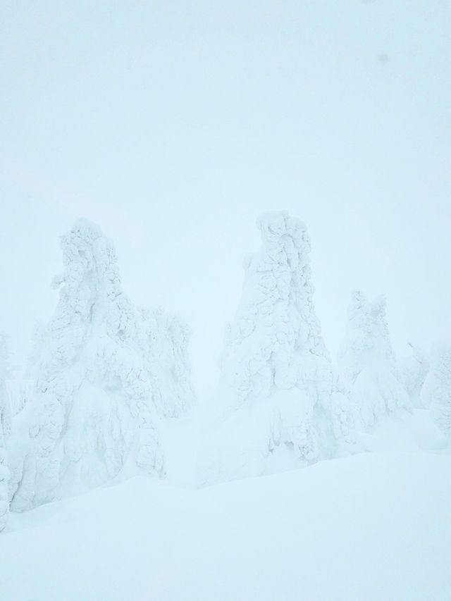 【青森】日本三大樹氷『八甲田山』