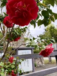Bridge to Heaven : Amanohashidate