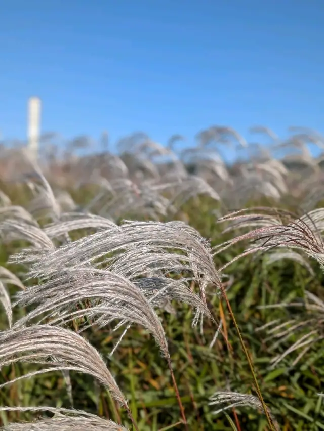 秋天的首爾天空公園芒草節🌾