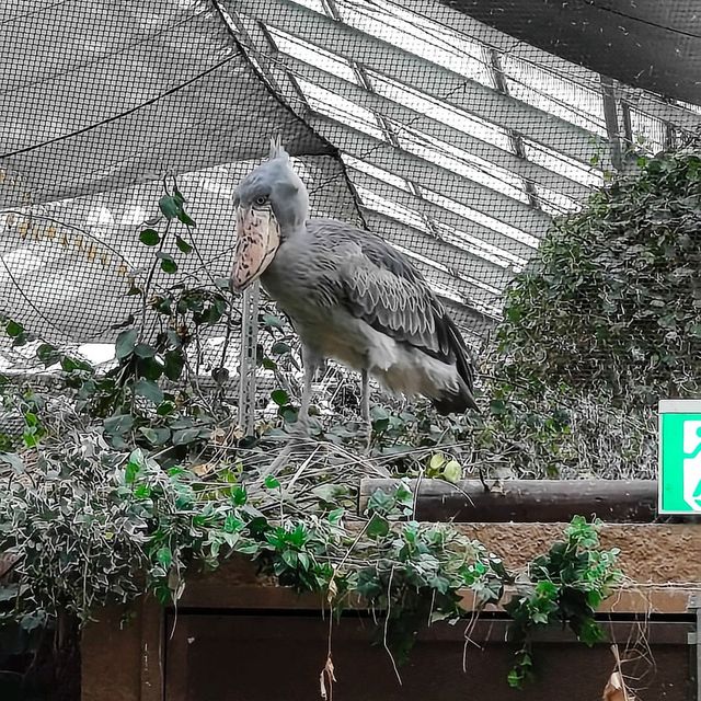 kobe animal kingdom สวนสัตว์ในร่ม แต่สัตว์เยอะมาก