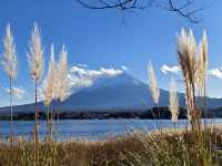 河口湖賞花好地方