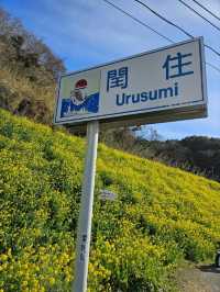 【まるで花の絨毯】