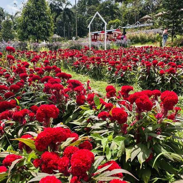 Lost in a sea of blooms at Songkhla Flower Farm  ✨🌸🌿