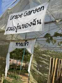 สวนส้มของฉัน my garden