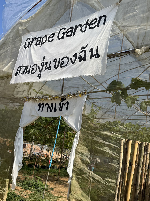 สวนส้มของฉัน my garden