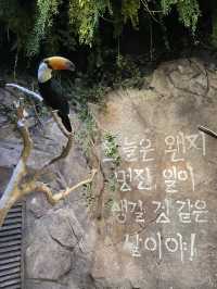 首爾親子家庭遊｜過千種動物的室內動物園｜水豚