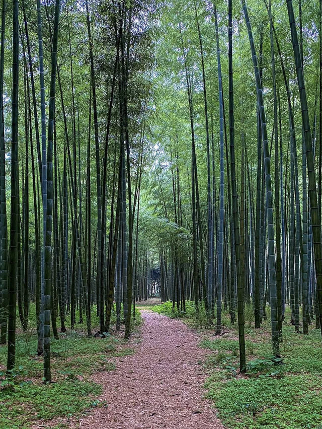 【栃木】美しい竹林