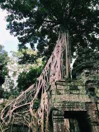 Nature’s Masterpiece at Ta Prohm