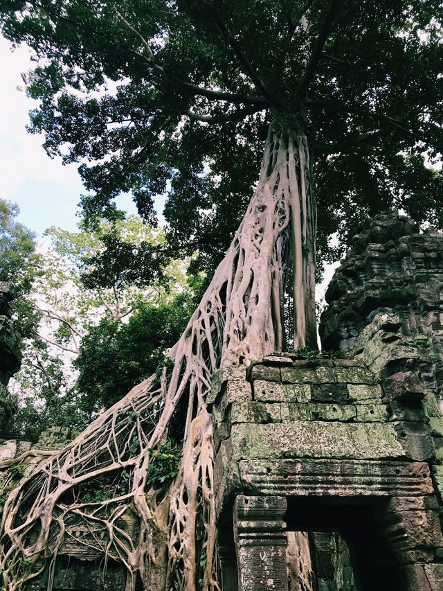 Nature’s Masterpiece at Ta Prohm