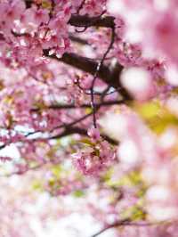 【神奈川×三浦海岸】桜、菜の花、電車のshot！お得きっぷを使って・・一足早く春旅へ・・