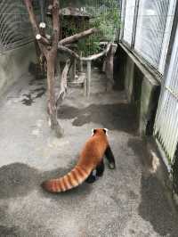 【伊豆🪼】熱川バナナワニ園に行ってみた😆