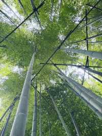 【神奈川県　鎌倉市の禅寺　報国寺で美しい苔の庭と竹林を歩みお抹茶を一服】 