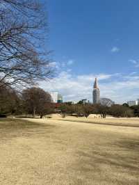 The Perfect Stroll: Meiji Jingu & Jingu Gaien