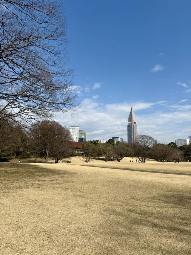 The Perfect Stroll: Meiji Jingu & Jingu Gaien
