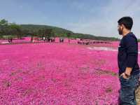 Lost in a Sea of Blossoms: Zhenjiang Shi