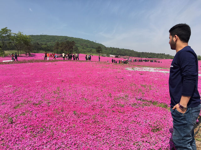 Lost in a Sea of Blossoms: Zhenjiang Shi