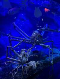 沼津港深海水族館：探索神秘深海世界的奇幻之旅！🐠#東京近郊