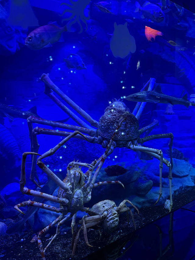 沼津港深海水族館：探索神秘深海世界的奇幻之旅！🐠#東京近郊