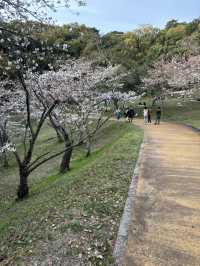 福岡西公園，遇見含羞的櫻花🌸🍒