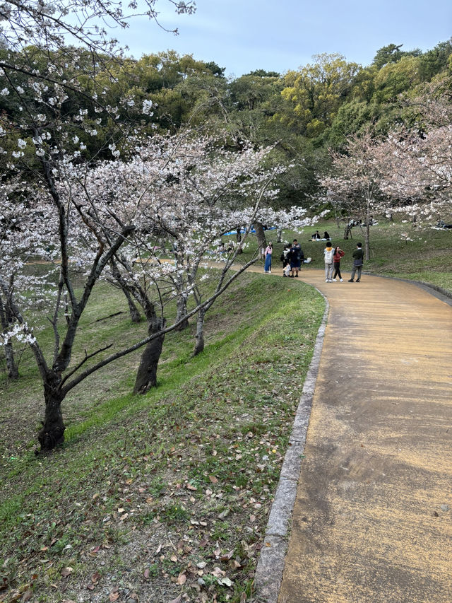 福岡西公園，遇見含羞的櫻花🌸🍒
