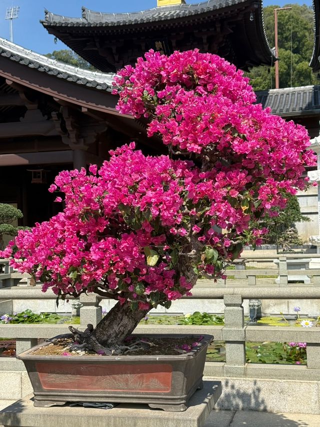 สวนหนานเหลียน และวัดนางชี ฮ่องกง_2025