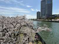 毛馬櫻之宮公園的櫻花之旅 身心愉快