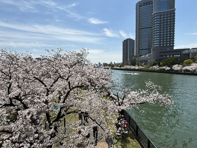 毛馬櫻之宮公園的櫻花之旅 身心愉快