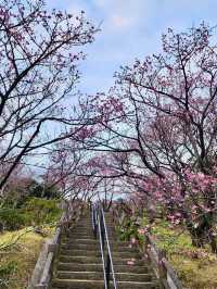 今歸仁城-樱花、美景、歷史與文化的交融