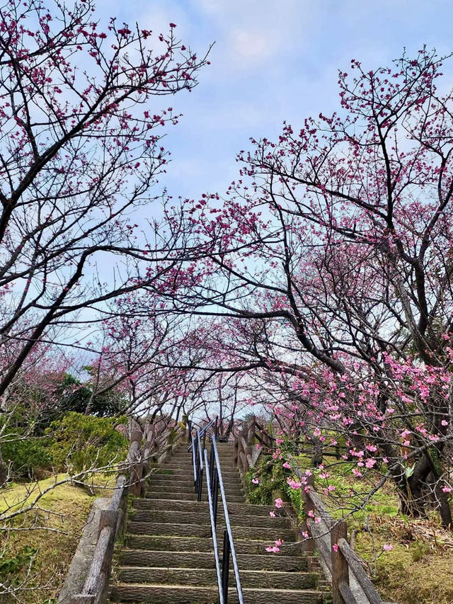 今歸仁城-樱花、美景、歷史與文化的交融