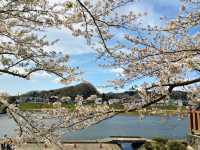 ซากุระบานริมสายน้ำ ที่ Hinokinai River, Kakunodate