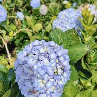 Blooms and Bliss: Discovering Dalat’s Hydrangea Garden"
