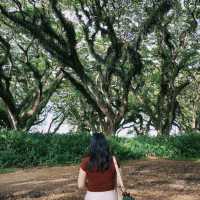 A dreamy escape into Djawatan Forest