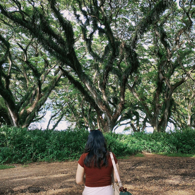 A dreamy escape into Djawatan Forest