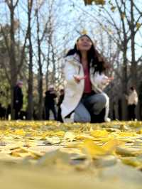 A must-go park during Ginkgo foliage 