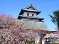 【北海道】函館屈指の桜の名所「松前福山城」跡