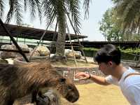 🦁 華勒比野生動物園 – 近距離接觸澳洲野生動物！ 🇦🇺✨ 
