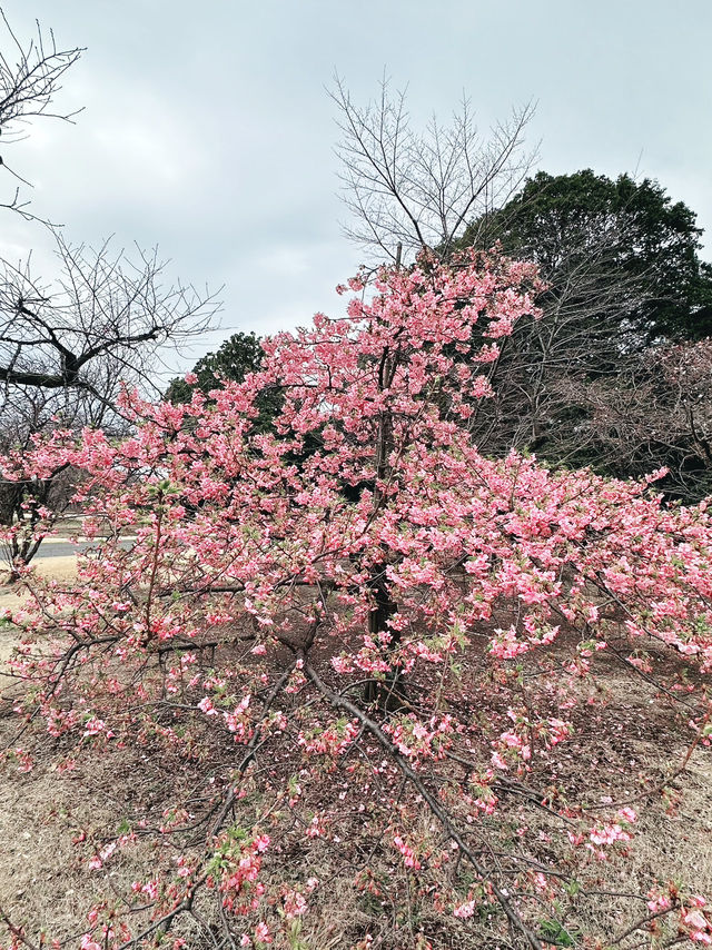 🌸 Sakura Blooming at Shinjuku Gyoen National Garden 🌸