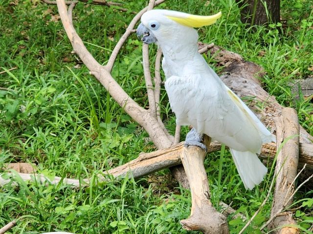家族で楽しむ都心のリフレッシュポイント – 上野動物園で癒しのひととき