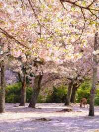 Chasing Sakura at Nara Park