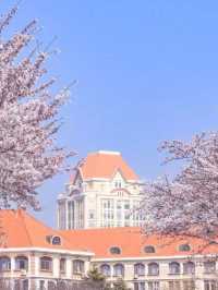 Chasing Sakura at Shandong🌸
