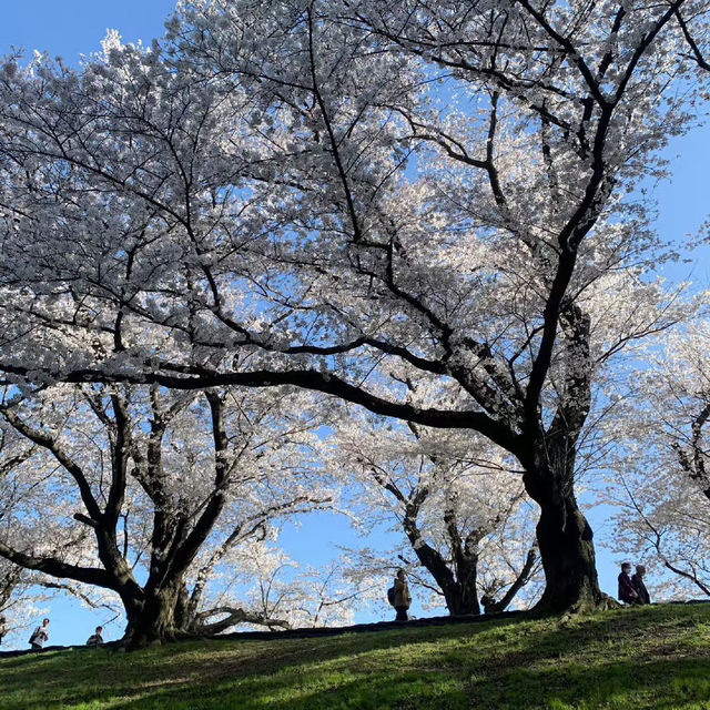 井原堤水邊公園～櫻花的“粉紅海洋”